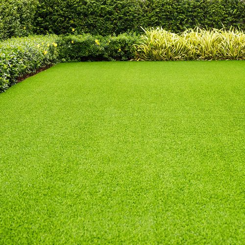 grass